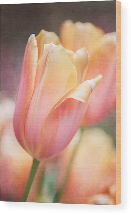 Tulips Wood Print featuring the photograph Dreamsicle Tulip by Jeff Abrahamson