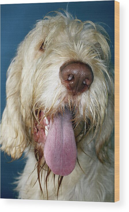 Dog Wood Print featuring the photograph Drooling Dog by Mauro Fermariello/science Photo Library