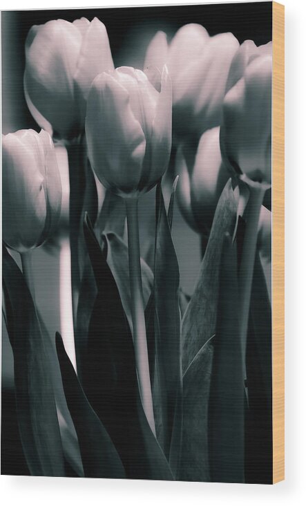Dual Toned Wood Print featuring the photograph Duo-toned Tulip by Craig Perry-Ollila