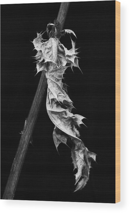 Leaf Wood Print featuring the photograph Dying Leaf by Robert Woodward