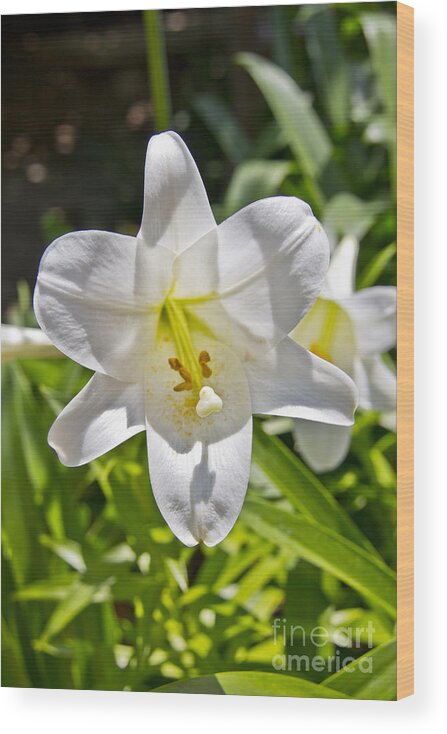 Easter Lilly Wood Print featuring the photograph Easter Lilly 1 by David Doucot