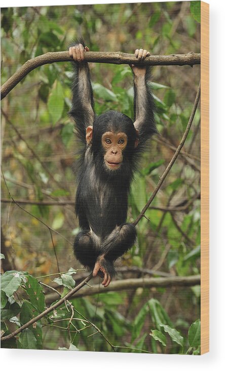 Thomas Marent Wood Print featuring the photograph Eastern Chimpanzee Baby Hanging by Thomas Marent
