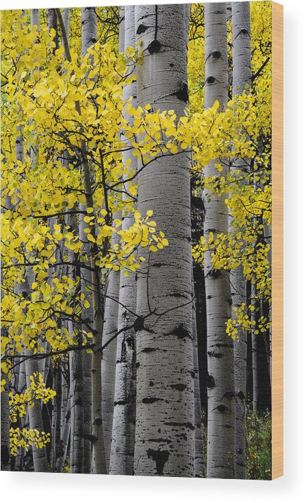 Aspen Trees Wood Print featuring the photograph Edge of Night by The Forests Edge Photography - Diane Sandoval