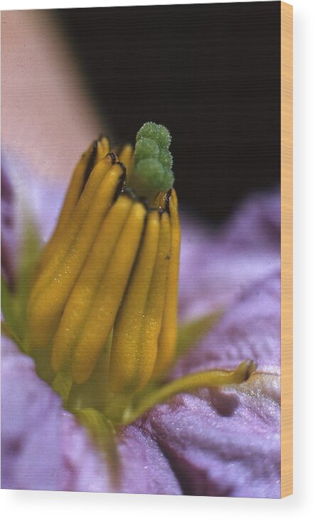 Retro Images Archive Wood Print featuring the photograph Egg Plant Flower by Retro Images Archive