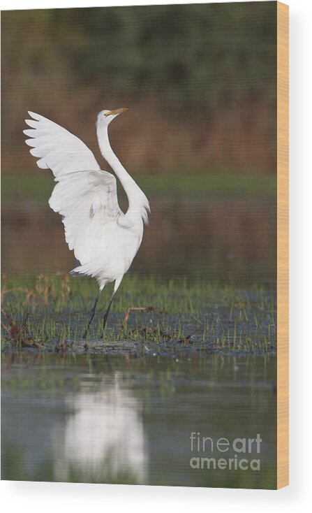 Egret Wood Print featuring the photograph Egret dancing by Bryan Keil