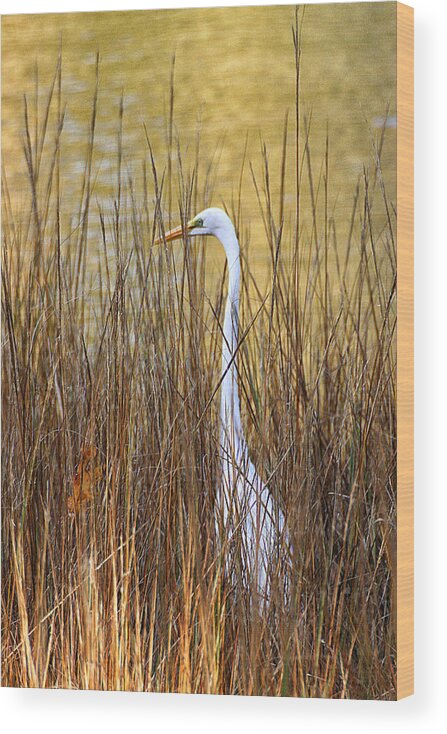 Wildlife Wood Print featuring the photograph Egret in the Grass by William Selander