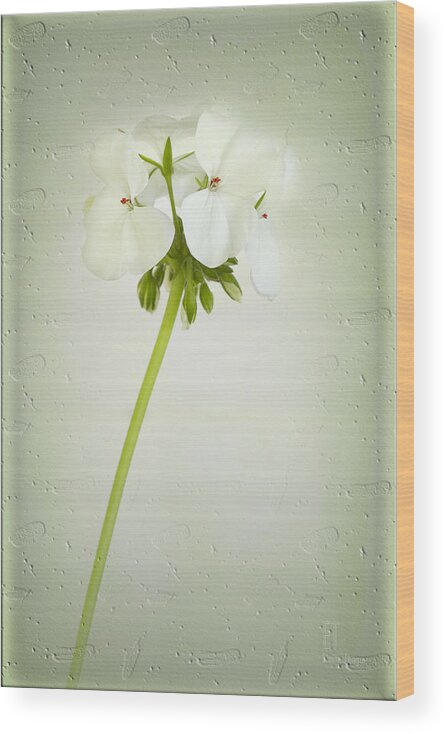 Flower Wood Print featuring the photograph Eleanor by Elaine Teague