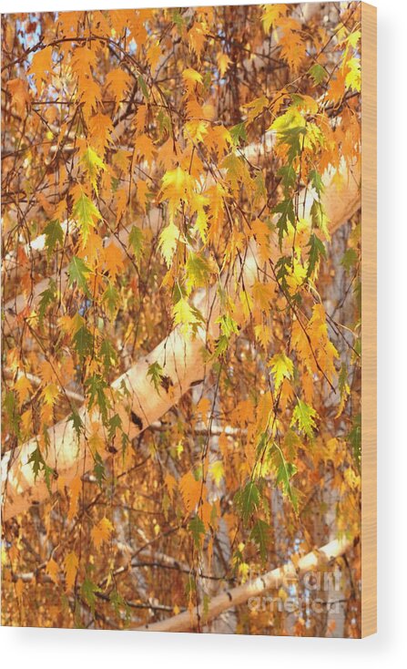 Autumn Birch Leaves Wood Print featuring the photograph Elegant Autumn Branches by Carol Groenen