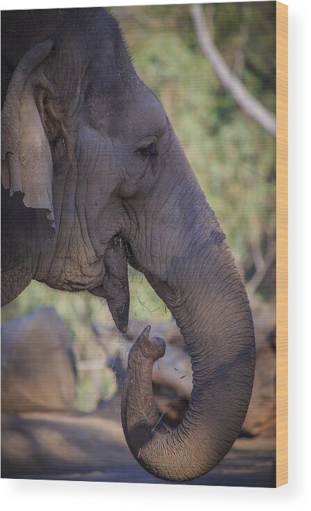 Animals Wood Print featuring the photograph Elephant by Matthew Onheiber