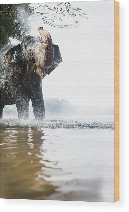 Animal Trunk Wood Print featuring the photograph Elephant Squirting Water In River by Gary John Norman