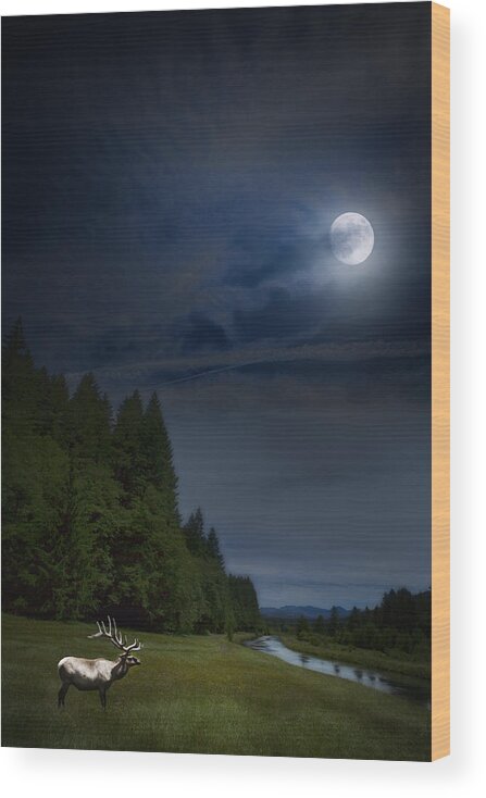 Elk Wood Print featuring the photograph Elk under a Full Moon by Belinda Greb