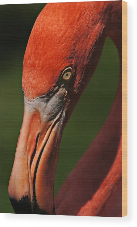 Flamingo Wood Print featuring the photograph Elongated and Elegant by Leda Robertson