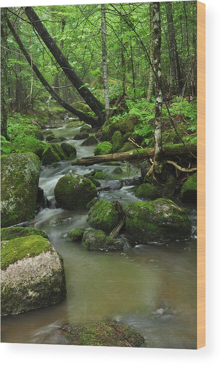 Forest Wood Print featuring the photograph Emerald Forest by Glenn Gordon