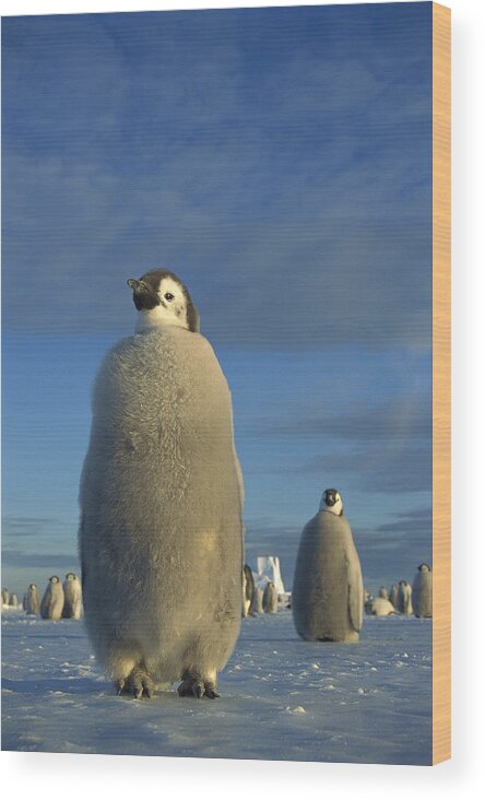 Feb0514 Wood Print featuring the photograph Emperor Penguin Chick At Midnight by Tui De Roy