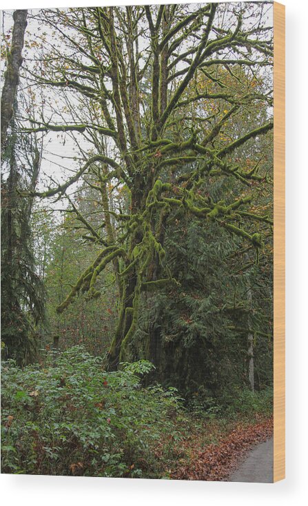Trees Wood Print featuring the photograph Enchanted Tree by Judy Wright Lott