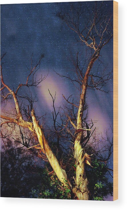 Eucalyptus Wood Print featuring the photograph Eucalyptus Night Tree by Petros Yiannakas