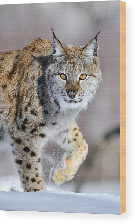 Mp Wood Print featuring the photograph Eurasian Lynx Walking by Jasper Doest