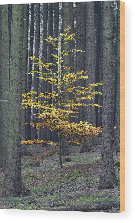 Feb0514 Wood Print featuring the photograph European Beech In Norway Spruce Forest by Duncan Usher