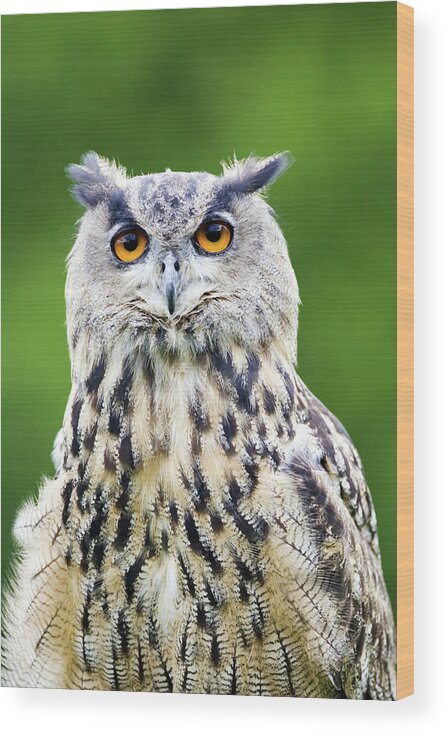 Bubo Bubo Wood Print featuring the photograph European Eagle Owl by John Devries/science Photo Library