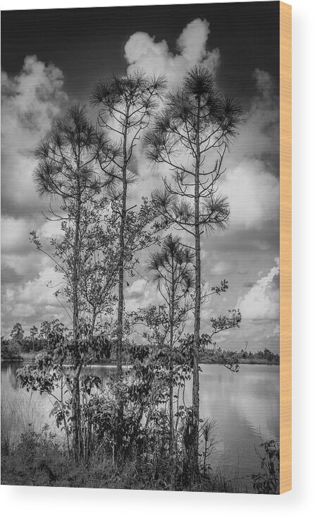 Everglades Wood Print featuring the photograph Everglades 0336BW by Rudy Umans