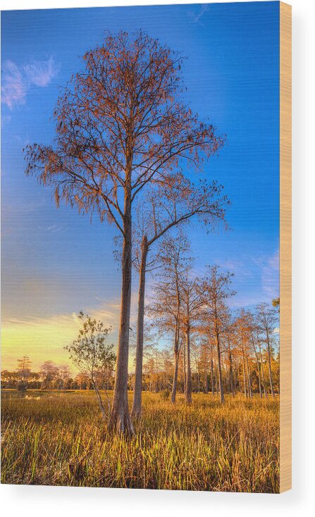 Clouds Wood Print featuring the photograph Everglades at Sunset by Debra and Dave Vanderlaan