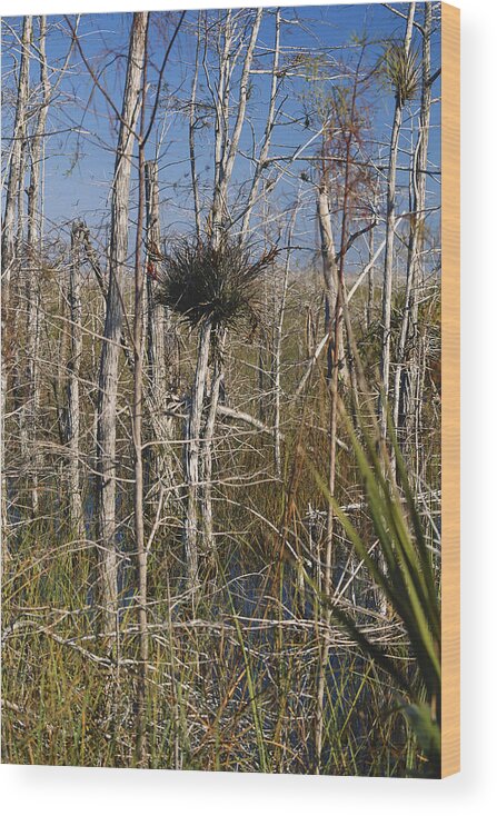 Adaptation Wood Print featuring the photograph Everglades Bromeliad by James Steinberg