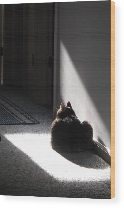 Cat Wood Print featuring the photograph Everybody Needs a Sunny Spot by Louise St Romain