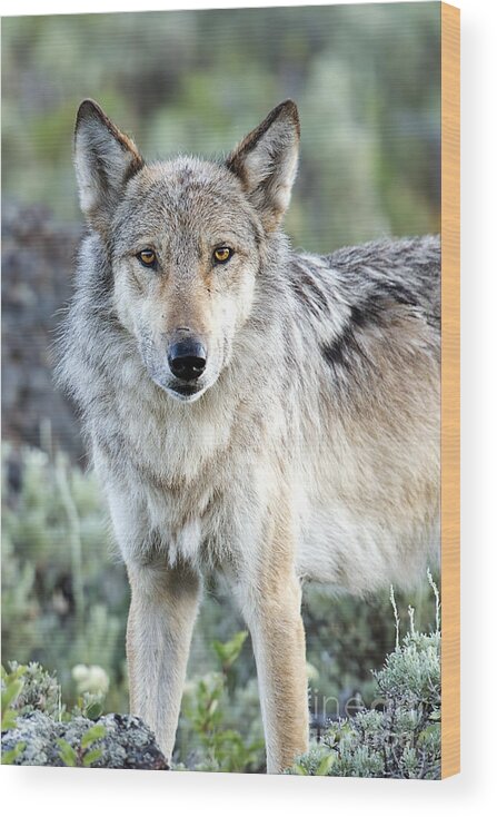 Wolf Wood Print featuring the photograph Eye Contact with a Gray Wolf by Deby Dixon