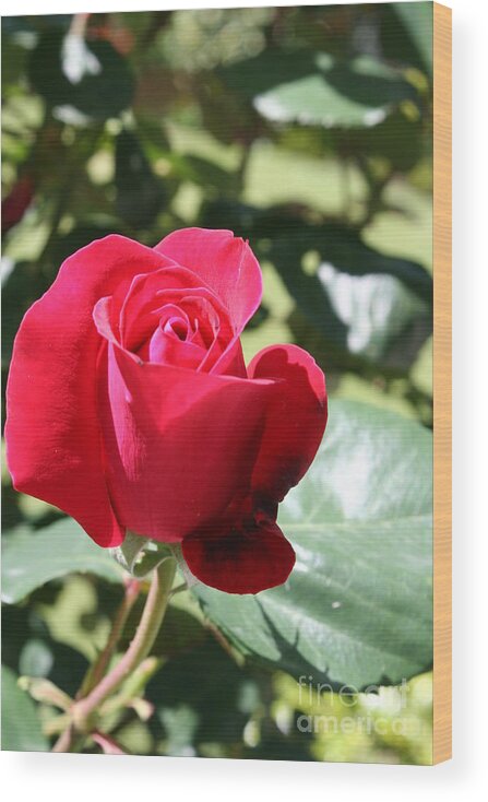 Rose Wood Print featuring the photograph Fabulous Red Rose by Christiane Schulze Art And Photography
