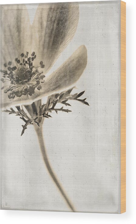 Anemone Wood Print featuring the photograph Faded Memory by Caitlyn Grasso