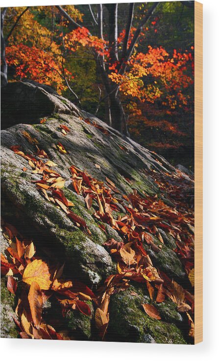 Fall Wood Print featuring the photograph Fall in Gyeryongsan by Brad Brizek