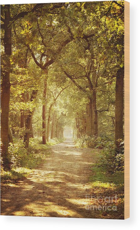 Fall Wood Print featuring the photograph Fall in the Forest - A sunny day by LHJB Photography