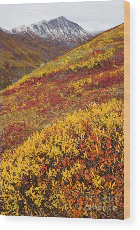 00345445 Wood Print featuring the photograph Fall Tundra And First Snow by Yva Momatiuk John Eastcott