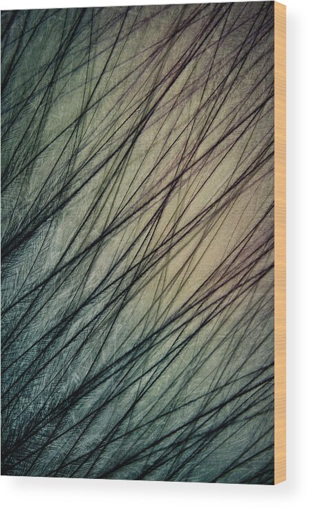 Feather Wood Print featuring the photograph Feather III by Sharon Johnstone