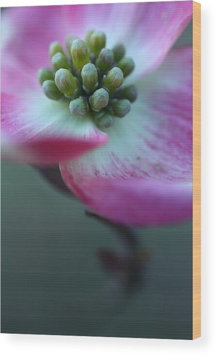 Dogwood Wood Print featuring the photograph Feeling Good by Michael Eingle