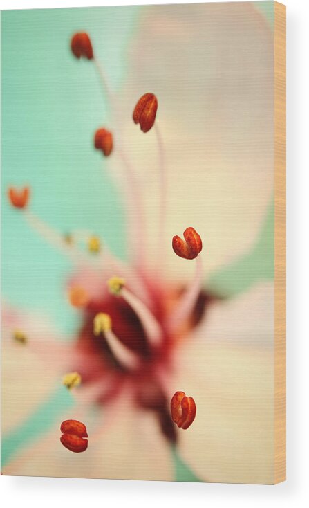 Blossom Wood Print featuring the photograph Feeling Spring by Sharon Johnstone