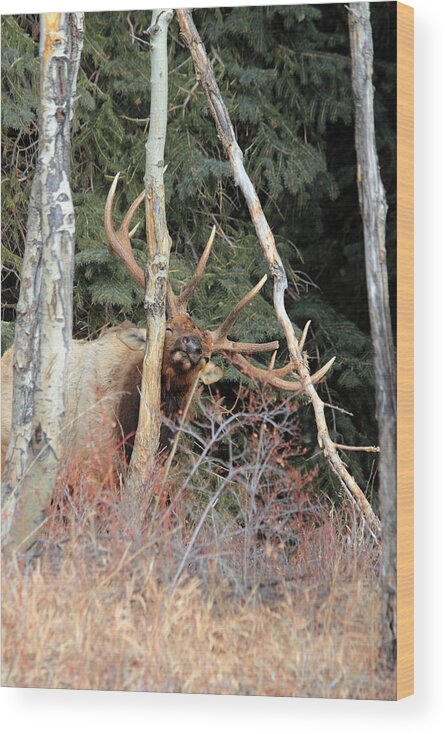 Elk Wood Print featuring the photograph Feels So Good by Shane Bechler