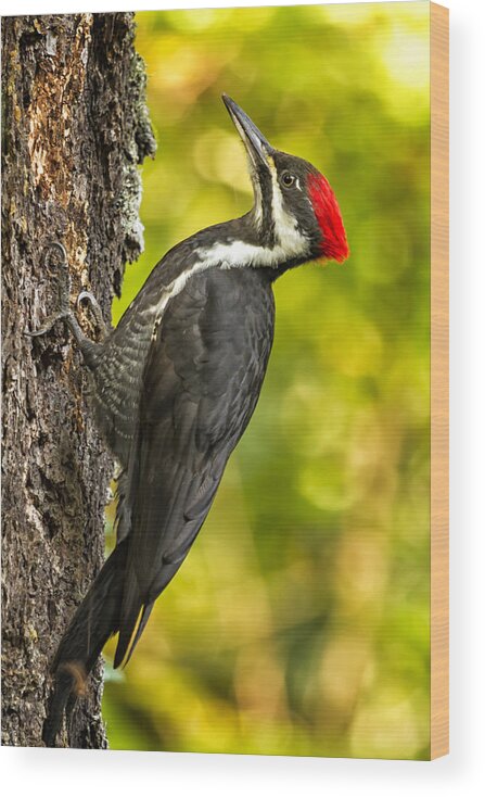 Pileated Woodpecker Wood Print featuring the photograph Female Pileated Woodpecker No. 2 by Belinda Greb