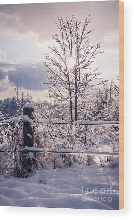 Trees Wood Print featuring the photograph Fence and tree frozen in ice by Elena Elisseeva