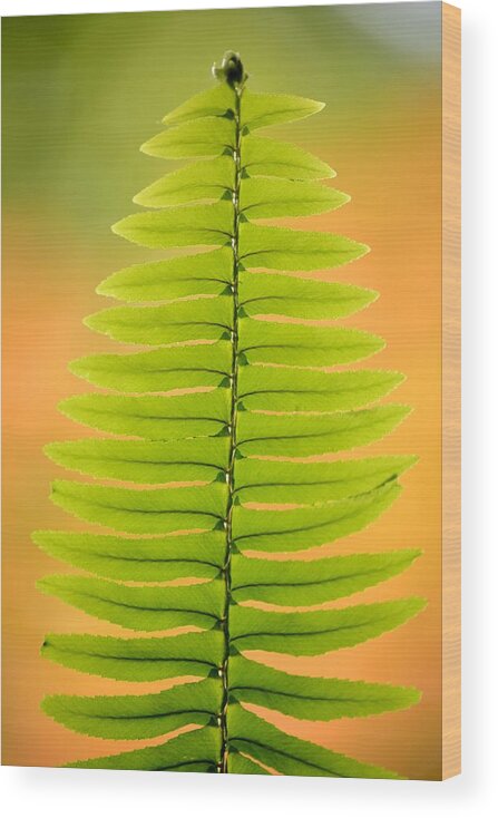Fern Wood Print featuring the photograph Fern 1 by Kelly Nowak