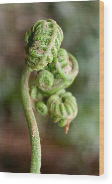 Fern Bud Wood Print featuring the photograph Fern Bud by Venetia Featherstone-Witty