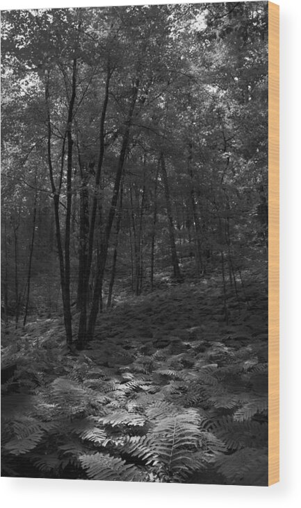 Ferns Wood Print featuring the photograph Ferns by Lindsey Weimer