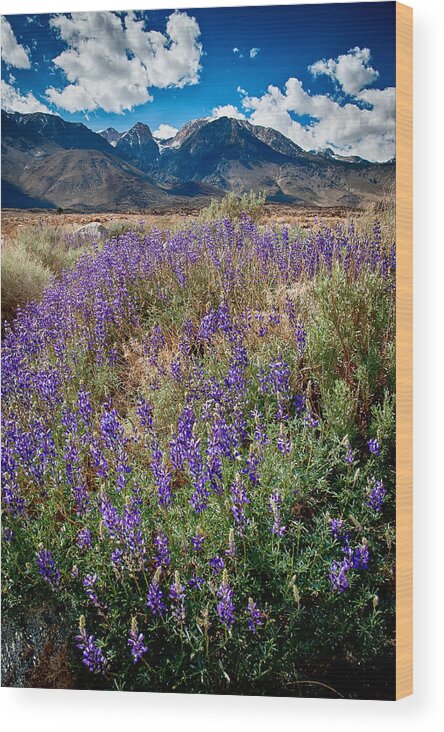 Flowers Wood Print featuring the photograph Fields of Lupine by Cat Connor