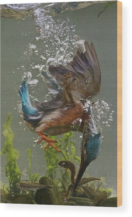 Kingfisher Wood Print featuring the photograph Fisherman by Ray Cooper