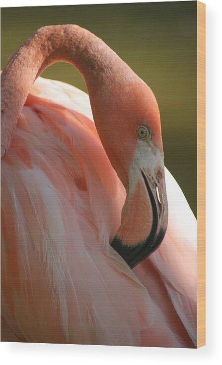 Animal Wood Print featuring the photograph Flamingo by Scott Cunningham