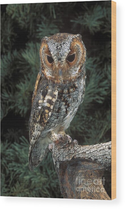 Animal Wood Print featuring the photograph Flammulated Owl by Anthony Mercieca