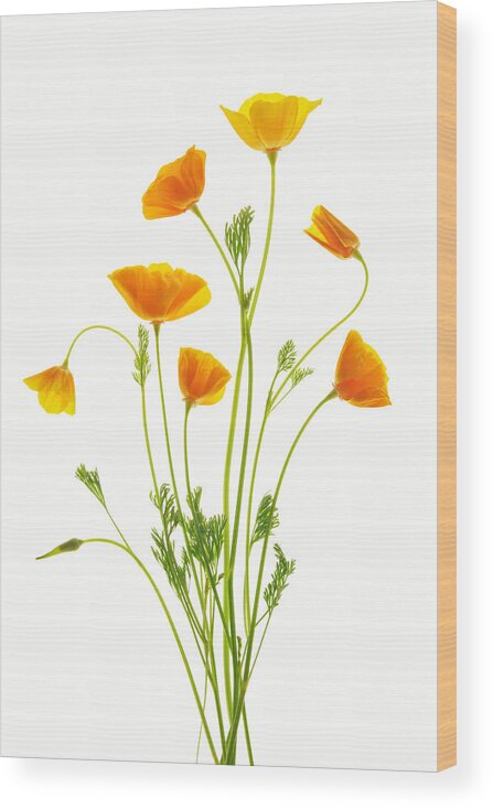 Flowers Wood Print featuring the photograph Fleurs d'oranger by Leda Robertson