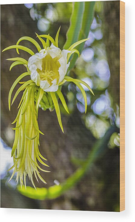 Flower Wood Print featuring the photograph Flower Of The Night by Stephen Brown