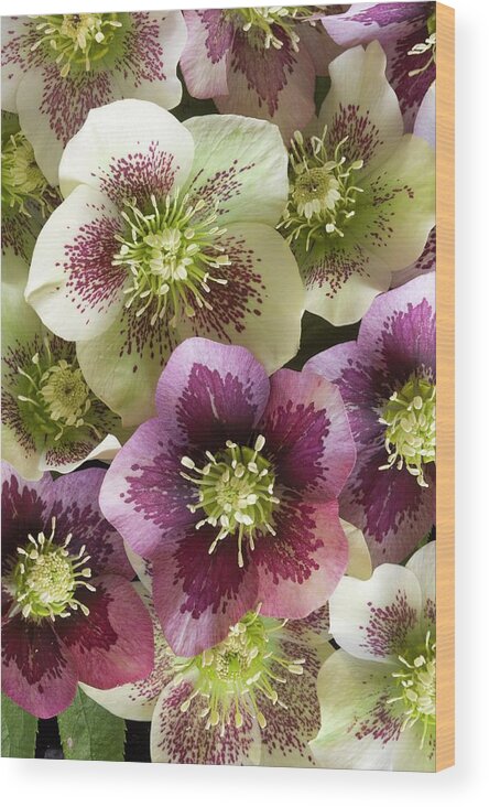 Garden Hellebore Wood Print featuring the photograph Flowers Of Helleborus X Hybridus by Dr Jeremy Burgess/science Photo Library