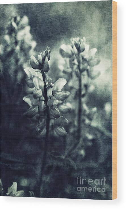 Monochromatic Wood Print featuring the photograph Arctic Lupines by Priska Wettstein